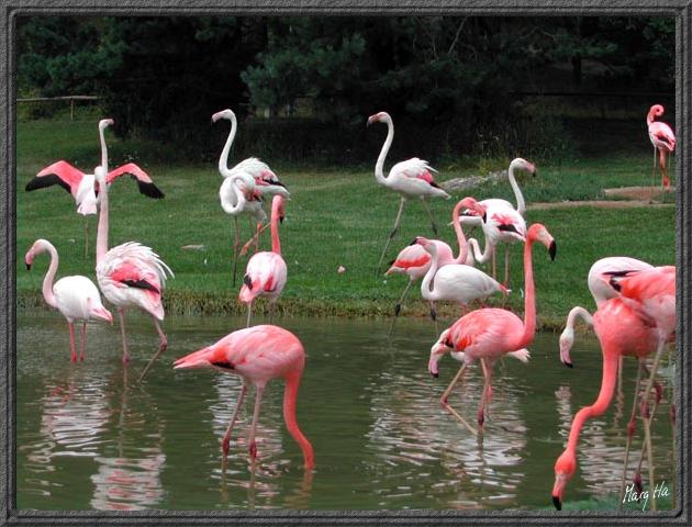2004-08-12 flamingo